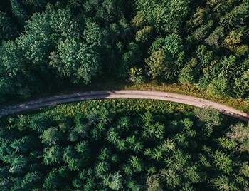 grüner Wald von der Vogelperspektive 