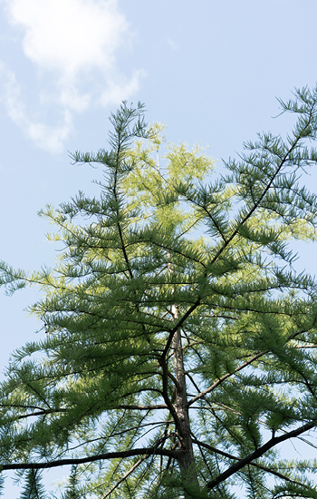 Nadelbaum